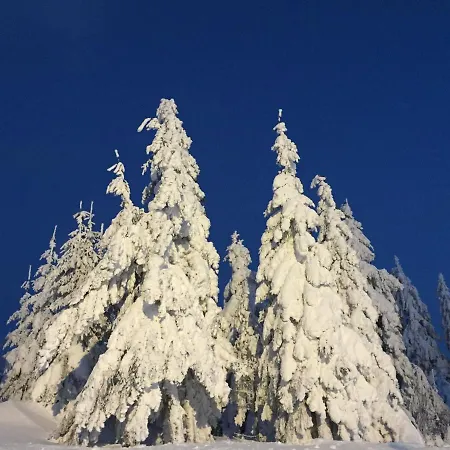 Linde Oberachern Gasthof Achern